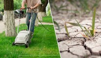 Sekat či nesekat trávu kvůli suchu? Neshodnou se ani odborníci. ANKETA