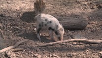 V Brně se narodilo netradičně zbarvené selátko. Chodí se na něj dívat celé okolí