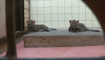 Velké překvapení v ostravské zoo. Mláďata levharta jsou samičky