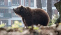 Zvrat v případu útoku medvěda: Organizace vyvrací slova muže se sekerou