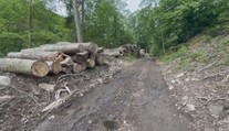 Na Mostecku někdo ilegálně pokácel buky. Město z toho viní tamní firmu