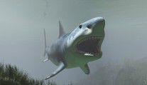 Obří žralok Megalodon: 30metrové monstrum žije v oceánu, tvrdí lidé