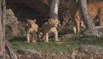 Zlínská zoo má nové tři přírůstky. Po šedesáti letech se raduje z mláďat lvů