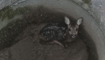 Srnče skončilo v betonové pasti. Za život vděčí všímavým kolemjdoucím