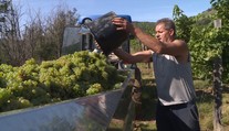 Vinaři bojují s nedostatkem lidí! S brigádníky mají špatné zkušenosti