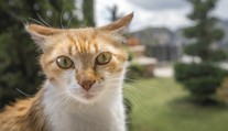 Vědci mají novou stopu při hledání léku na rakovinu. Vše vyřeší kočky