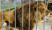 VIDEO: Lidé v zoo nevěřili svým očím. Mladík vlezl do lvího výběhu, přišel o život
