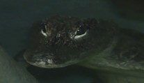 Jihlavská ZOO si k Vánocům nadělila vzácného aligátora