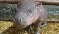 Jihlavská zoo se rozloučila s mládětem hrošíka. Přesunulo se do Izraele