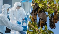 Epidemie eboly se vymkla kontrole. Vědec odhalil, co k tomu vedlo