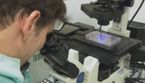 Přelomové zjištění vědců. Encefalitidové viry nejsou tak odolné, jak se myslelo
