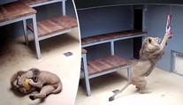 Lev Lolek se již naplno zabydlel v brněnské zoo! VIDEO