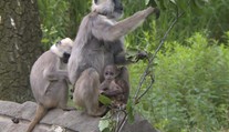 Ostravská zoo se pyšní světovým prvenstvím, tři mláďata opiček hulmanů posvátných