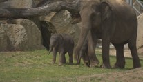 Sloní mláďata se poprvé ukázala návštěvníkům pražské zoo
