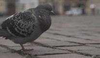 V Českých Budějovicích si pochvalují holubníky. Díky nim ubylo potíží s ptáky