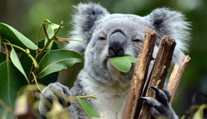 Medvídci koala mizí! Z Austrálie jich za poslední tři roky ubyla třetina