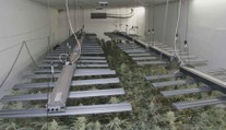 Policie dopadla dva muže, kteří měli vlastnit pěstírnu marihuany na Přerovsku