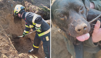 VIDEO: Pes se zaseknul v jezevčí noře. Hasiči museli nasadit minibagr