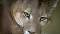 Puma je dál na útěku. Šelmu viděli na dalších místech