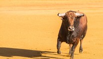 Býčí zápas trochu jinak! Toreadoři se zvířetem pěkně vypekli