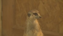 Zoo Hluboká se rozzářila do vánoční nálady. Zdobí ji téměř milion světýlek