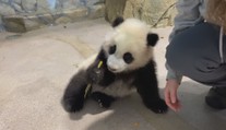 "Malý zázrak" už slyší na své jméno. Mládě pandy oslavilo půl roku
