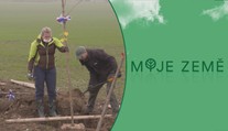 Podívejte se na záběry z výsadby 700 metrů dlouhé Aleje svobody