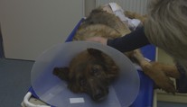U majitelky na Plzeňsku našli desítky zubožených psů. Hrozí jí až šest let