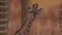 V Zoo Olomouc se rodí jedno žirafí mládě za druhým. Mají se čile k světu