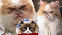 Grumpy Cat má nástupce: Tohle je nová nejnaštvanější kočka