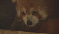 Plzeňská zoo se raduje! Po jedenácti dnech našli chlupáče na útěku