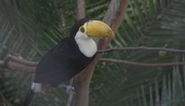 Mláďatům tukanů ve zlínské zoo jsou už tři měsíce. Velikostí už dohnali své rodiče