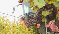 Místo sběračů jsou na vinohradech kvůli koronaviru kombajny