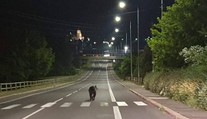 Medvěd se promenádoval městem na Slovensku. Policie varuje obyvatele