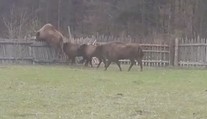 Metr a půl vysoký plot? Skoro tunová zvířata si s ním hravě poradila