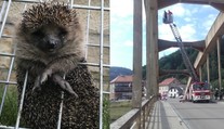 Ježek v kleci, šlofík na mostě. Kuriózní zásahy hasičů 2018