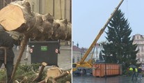 Strom ze Staromáku zmizel. Půjde na dobročinné účely, část snědí zvířata