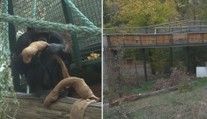 Zoo v Brně má nový výběh. Šimpanzi tam nesmí, mohli by házet kameny na lidi