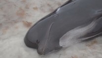 V Austrálii se rozhodli usmrtit desítky velryb. I přes snahu dobrovolníků