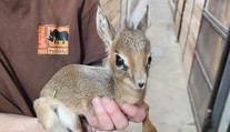 Česká zoo má roztomilý přírůstek. Narození takového mláděte je vzácnost