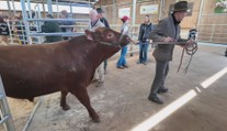 Aukce plemenných býků přilákala farmáře. Ceny jdou do statisíců