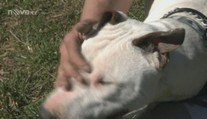Odkopnutého Dextera zachránili kolemjdoucí, v útulku čeká na štěstí