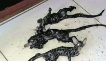 Hlava kočky, tělo potkana: Ve spíži našli hrůzostrašné kreatury!