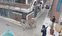 Mladá zebra se vydala vstříc metropoli. Utekla ze zoo a pobíhala v ulicích
