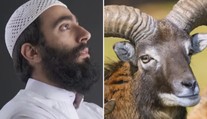 Úsměvný omyl na tísňové lince. Trefil řidič muflona, nebo muslima?!