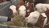 Maso a mléko možná kvůli slintavce zdraží. Ceny by vzrostly na několik let