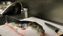 Desetileté Japonce se podařilo získat certifikát na přípravu smrtonosné pochoutky z Fugu