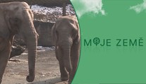 Zoo hrozily, že budou muset utrácet zvířata! Pomůže jim finanční podpora