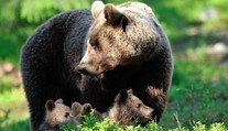 Výskyt medvěda potvrzen. U Zlína našli jeho stopy, šelma může mít až 200 kg