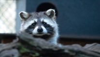 Máte už plán na víkend? Pomozte českým vědcům mapovat invazní druhy